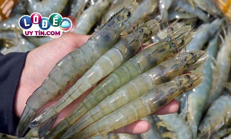 Nằm mơ thấy bắt tôm tép nhỏ đánh con gì theo sổ mơ