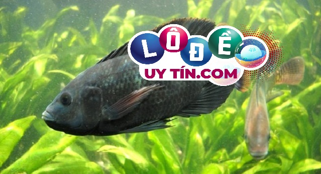 Mơ thấy đi câu cá đánh số gì, ý nghĩa giấc mơ câu cá 3 Mơ thấy đi câu cá đánh số gì, ý nghĩa giấc mơ câu cá 2