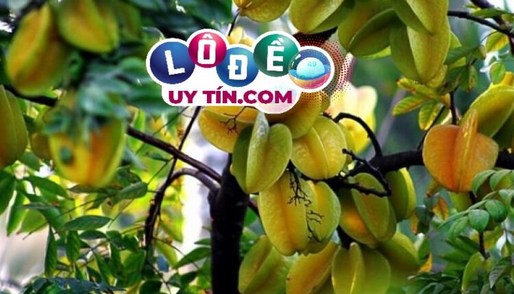 Nằm mơ thấy cây khế, quả khế là điềm gì, đánh con gì? 3 mơ thấy cây khế là điềm gì, đánh con gì