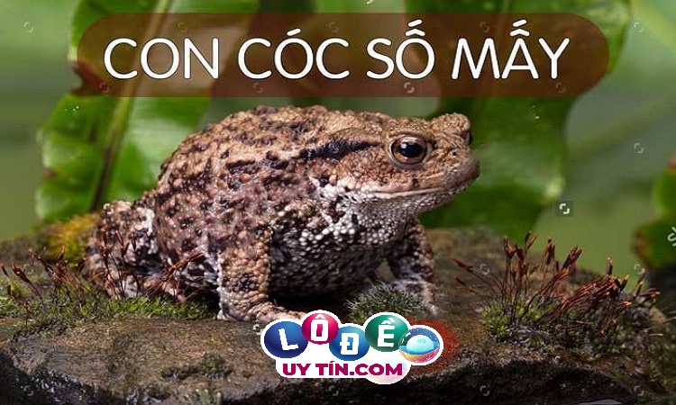 Mơ thấy cóc có ý nghĩa gì, đánh con gì để trúng?