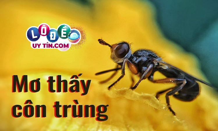 mơ thấy côn trùng