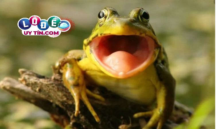 Chiêm bao mơ thấy ếch điềm lành hay dữ, đánh con gì? 2 Chiêm bao mơ thấy ếch điềm lành hay dữ, đánh con gì
