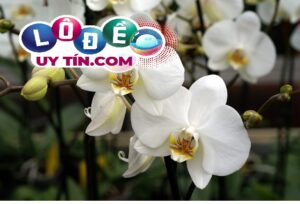 Mơ thấy hoa lan là điềm gì, đánh con số gì dễ trúng?