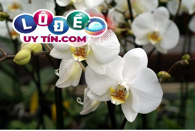 Mơ thấy hoa lan là điềm gì, đánh con số gì dễ trúng? 2 Mơ thấy hoa lan là điềm gì, đánh con số gì dễ trúng