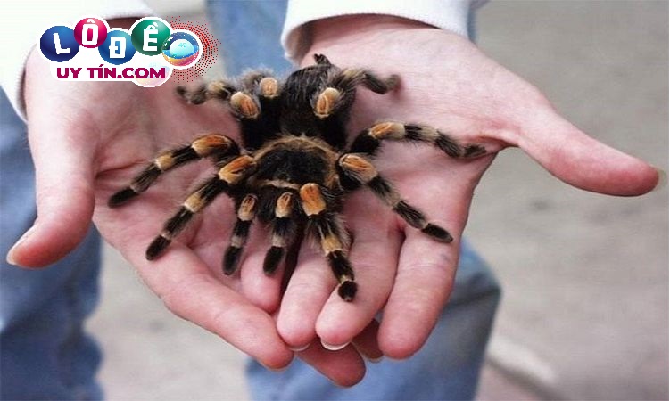 Giải mã mơ thấy nhện là điềm gì, đánh số nào chuẩn