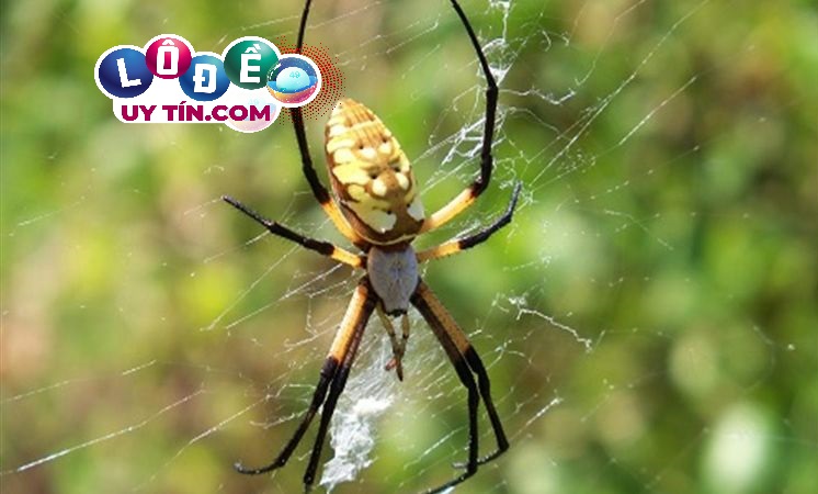 Giải mã mơ thấy nhện là điềm gì, đánh số nào chuẩn 1