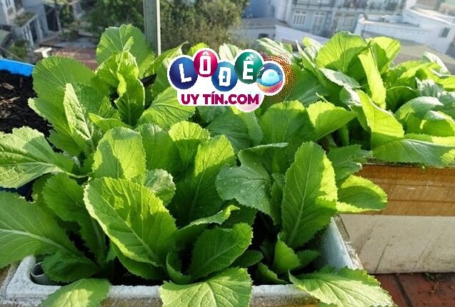Nằm mơ thấy rau cải đánh con gì, có ý nghĩa gì? 2 Nằm mơ thấy rau cải đánh con gì, có ý nghĩa gì
