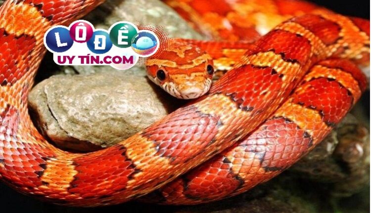 Mơ thấy rắn đen trắng đánh con gì và ý nghĩa giấc mơ 3 Mơ thấy rắn đen trắng đánh con gì và ý nghĩa giấc mơ 2