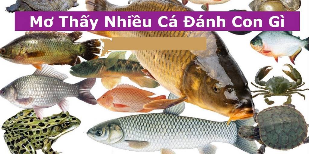 Luận giải giấc mơ bắt được nhiều cá