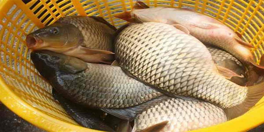 Mơ Bắt Được Nhiều Cá - Nên Đánh Con Gì Cho May Mắn?