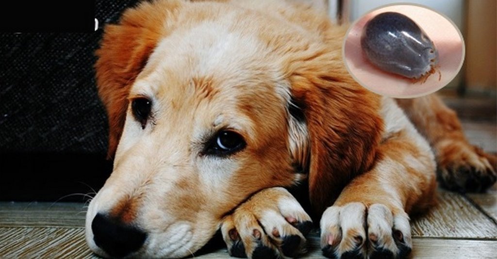 Điềm báo của giấc mơ bắt rận cho chó 