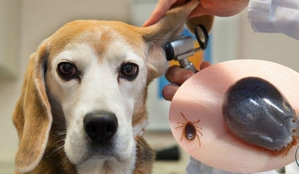 Mơ thấy bắt rận cho chó nên đánh số mấy? 