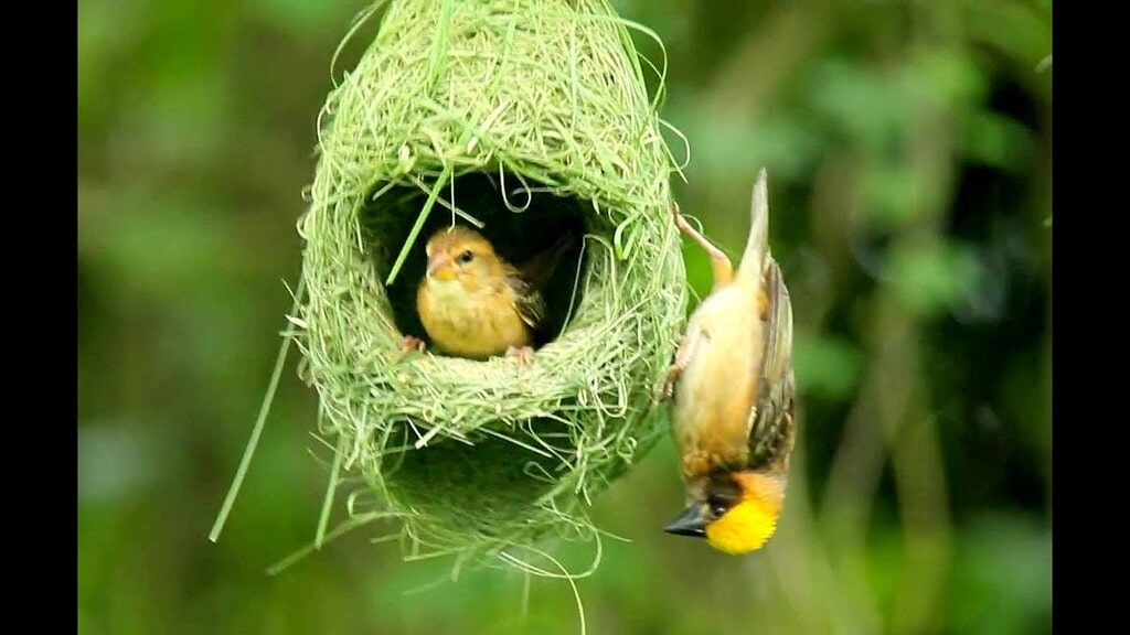 Mơ chim làm tổ là tin vui - Mơ chim trời mang lại điềm báo gì, đánh con gì để trúng số?
