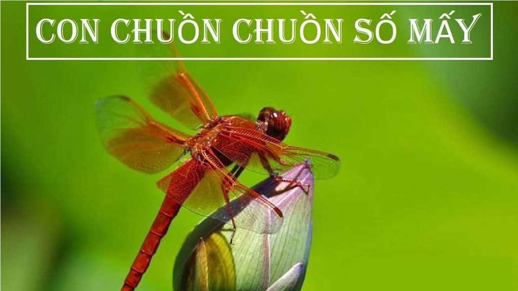 Ngủ mơ thấy chuồn chuồn đánh đề số mấy?