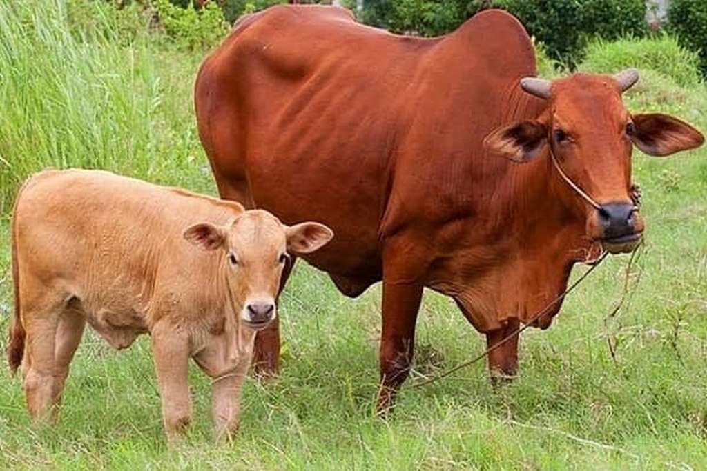 giải mã chi tiết về ý nghĩa giấc mơ dắt bò