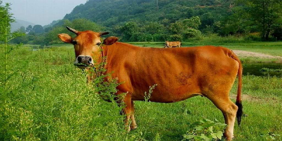 Mơ Dắt Bò – Giải Mã Giấc Mơ Đặc Biệt Cho Lô Thủ