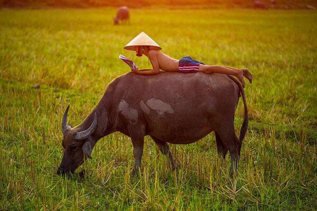 Mơ Dắt Trâu - Luận Giải Số Mơ Đánh Lô Đề Trúng Thưởng Lớn 4 Mơ dắt trâu nên đánh đề số mấy?