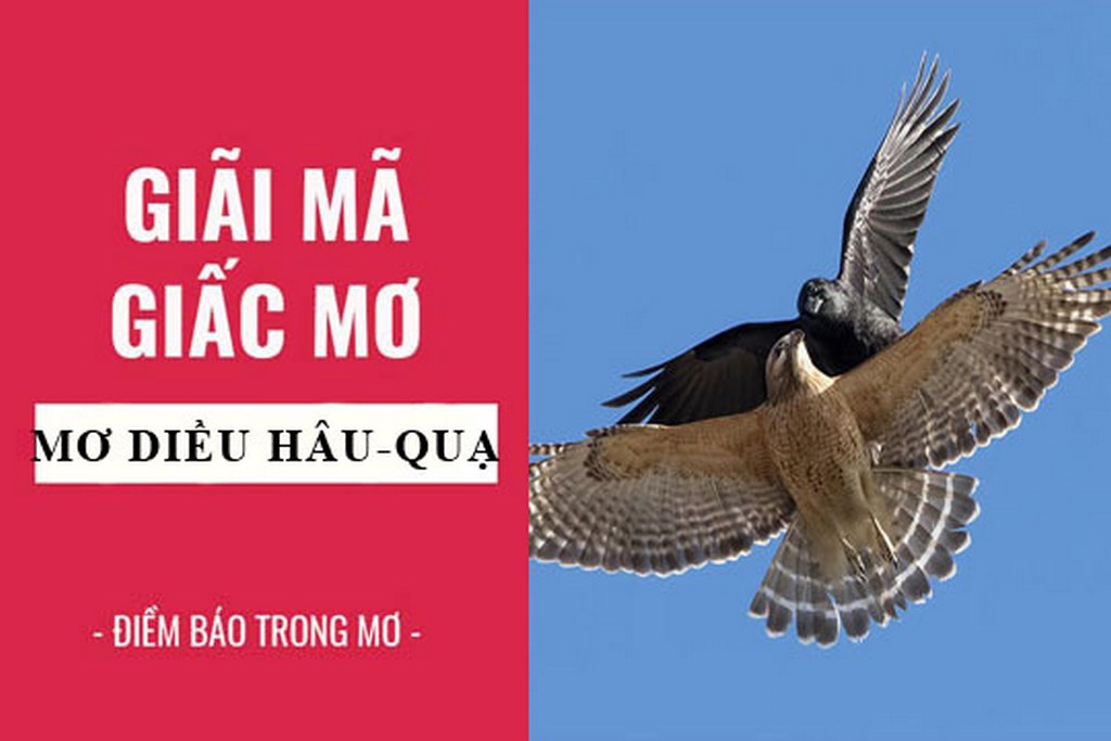 Giải mã giấc mơ diều hâu