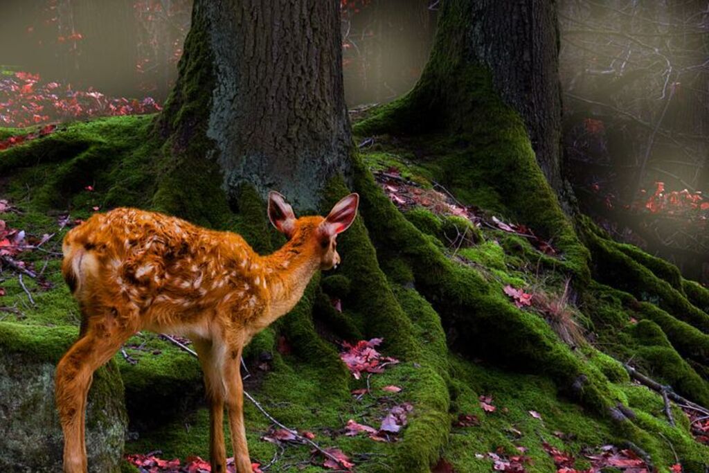Mơ thấy con nai đánh con đề gì theo sổ mơ