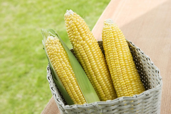 Mơ thấy bắp cải, bắp ngô, bẻ ngô đánh con gì trúng chắc? 3 mơ thấy ngô đánh số mấy