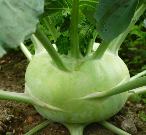 mơ thấy củ su hào